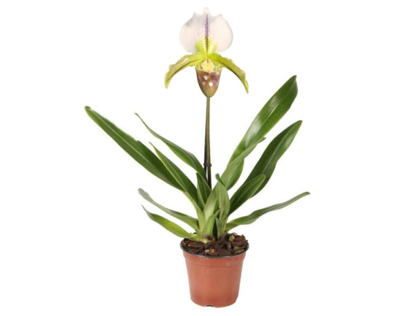 Orchidea Paphiopedilum
