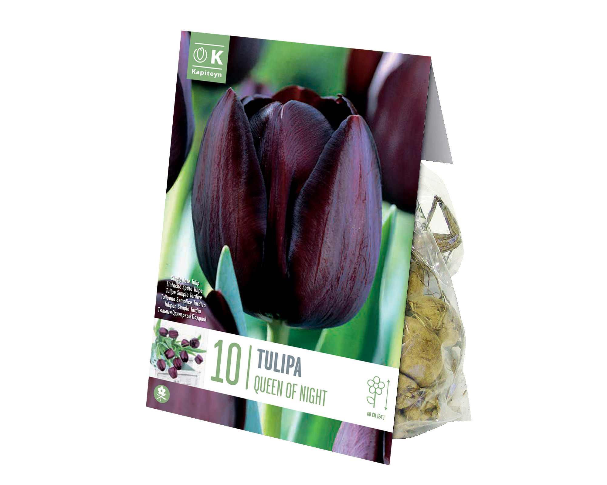 X10 Bulbo Tulipa Queen Of Night (Tulipano) - Kapiteyn