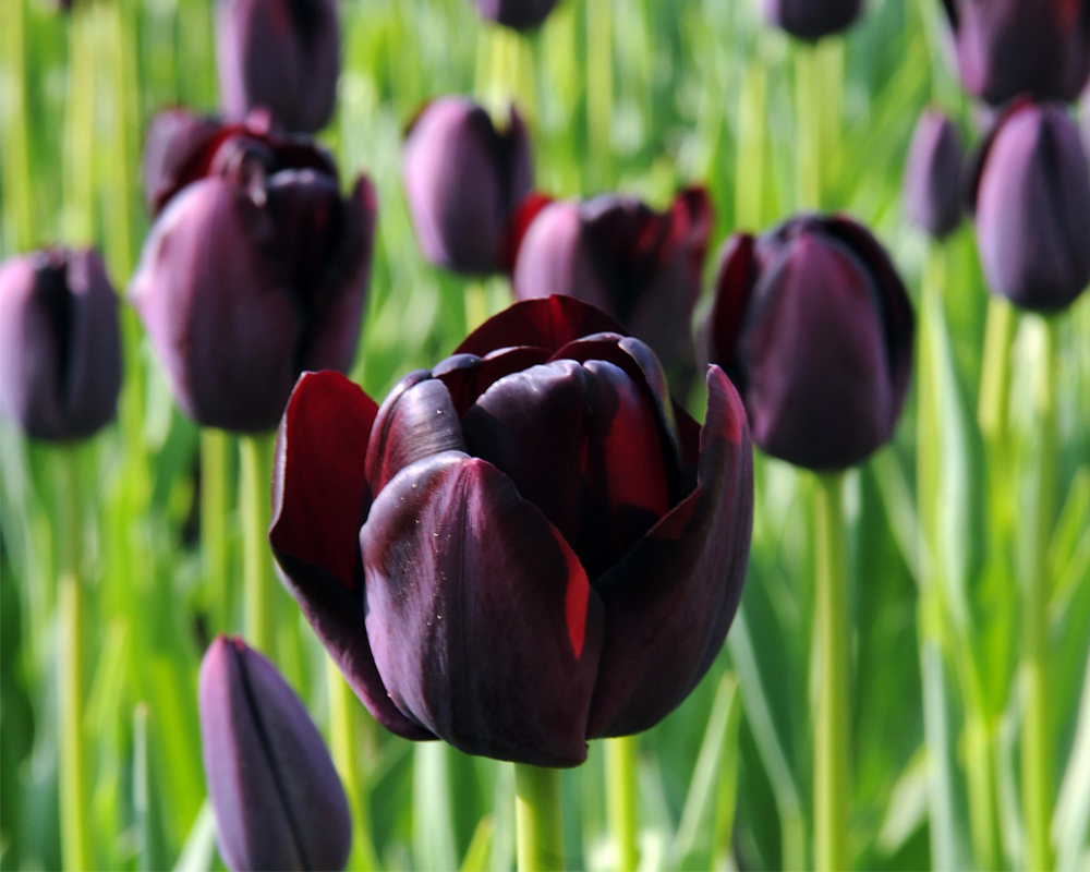 X10 Bulbo Tulipa Queen Of Night (Tulipano) - Kapiteyn - immagine 2