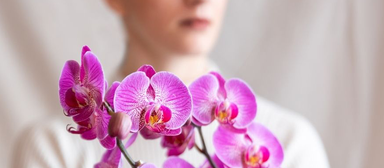 Tipi Di Orchidea