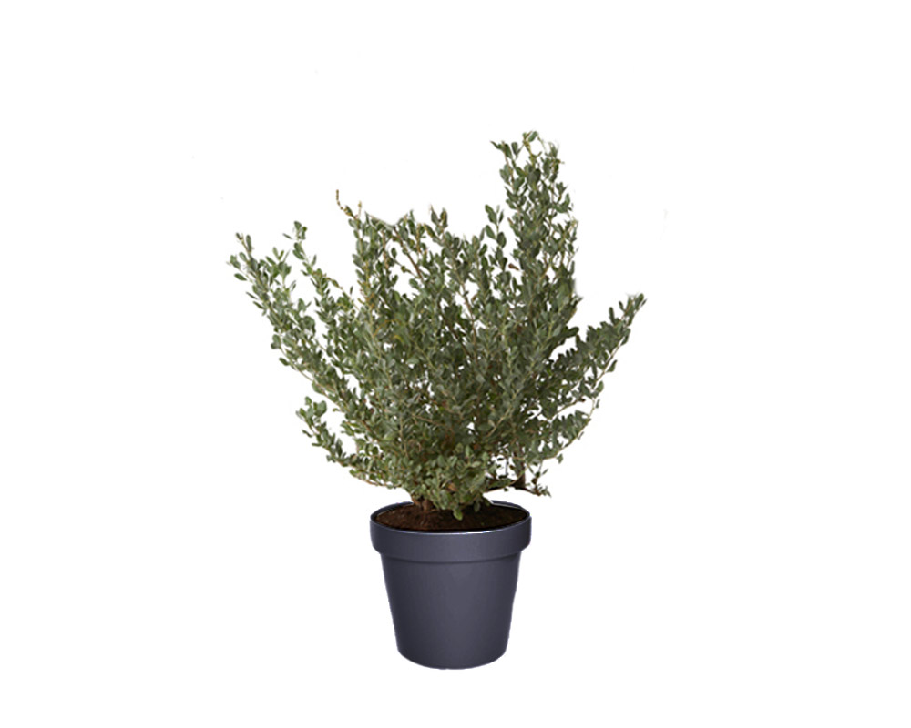 Atriplex halimus h50/60