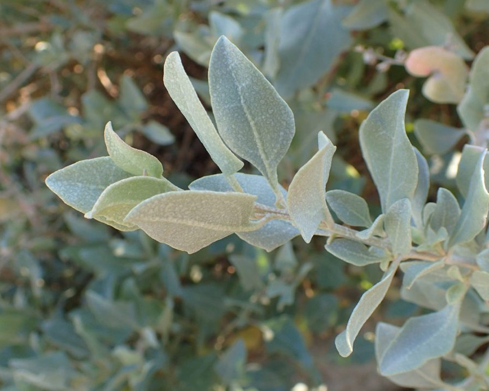 Atriplex halimus h50/60 - immagine 2