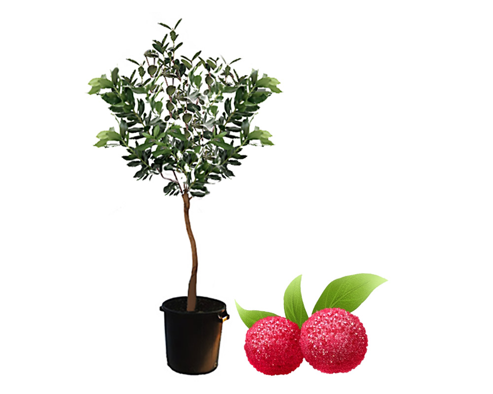 Arbutus unedo h100/125