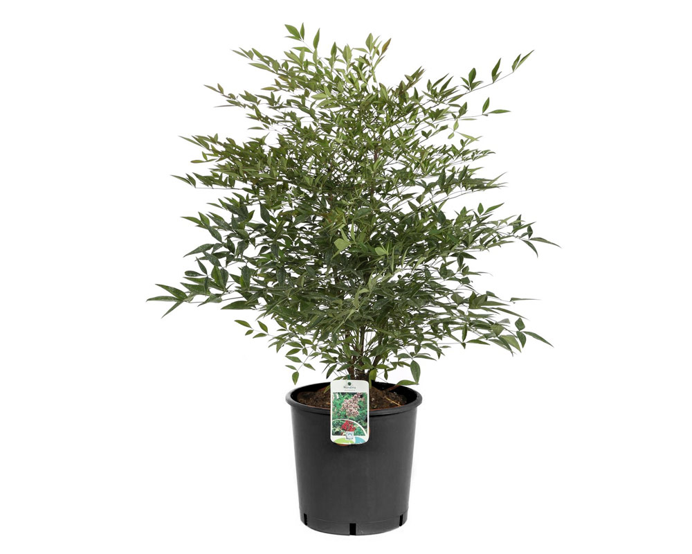 Nandina domestica 40h