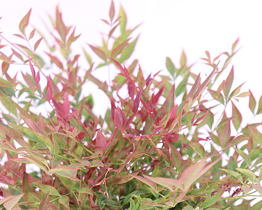 Nandina domestica 40h - immagine 2