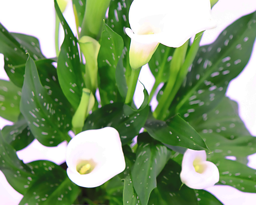 Zantedeschia picasso - immagine 4