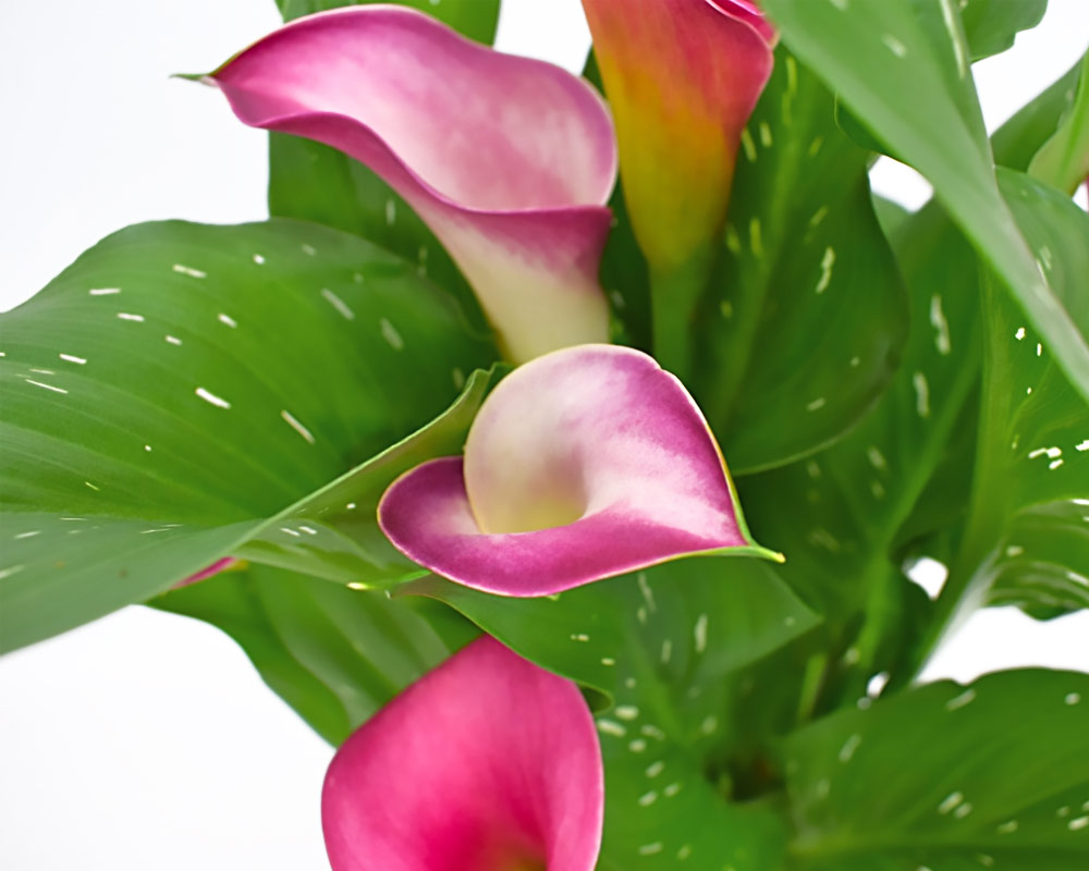 Zantedeschia picasso - immagine 3