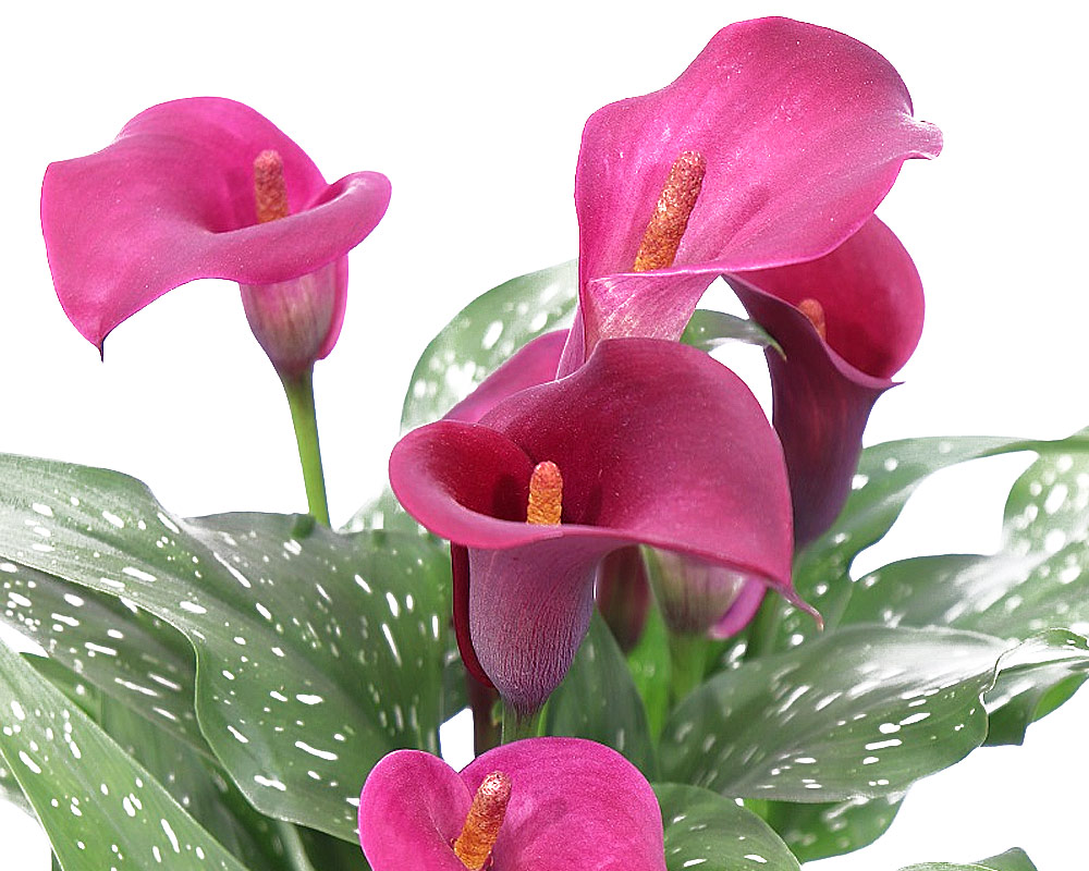 Zantedeschia picasso - immagine 2