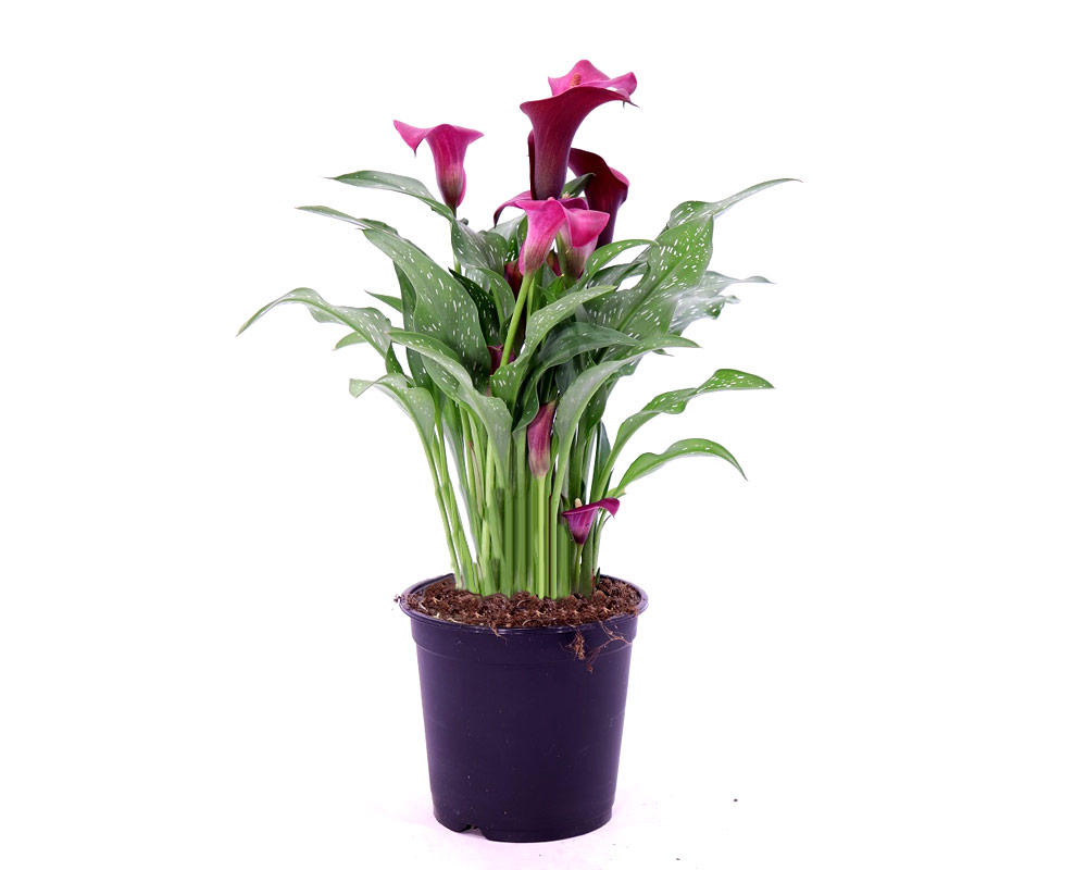 Zantedeschia picasso