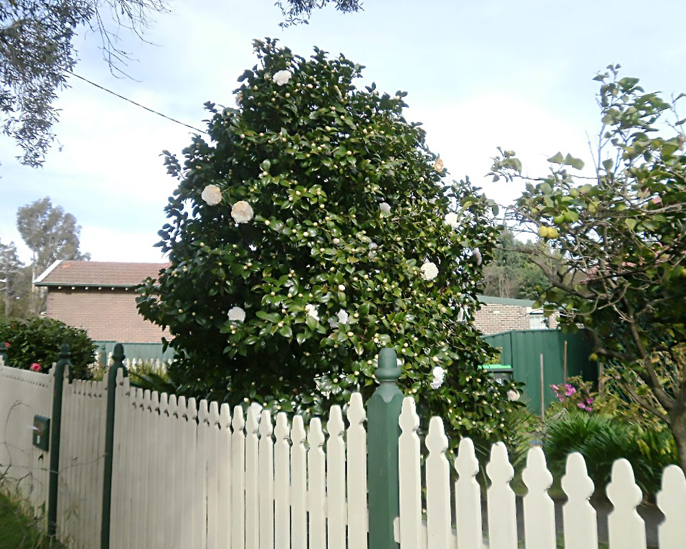 Camelia japonica 80h - immagine 3