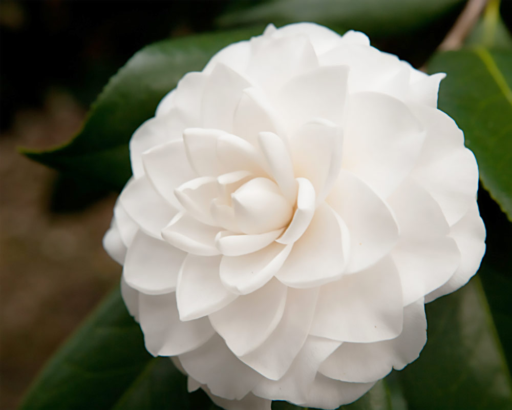 Camelia japonica 80h - immagine 2