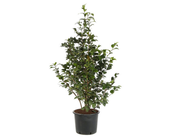 Camelia japonica 80h