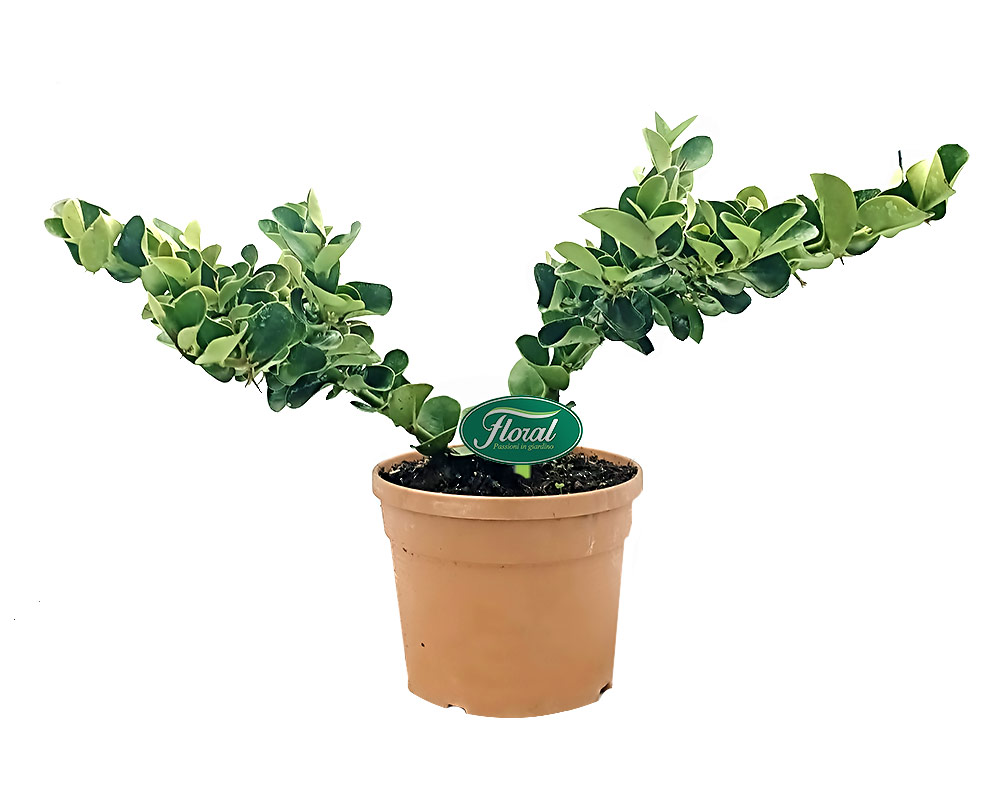 Carissa grandiflora - immagine 2