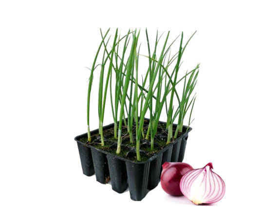 Cipolla rossa minipack