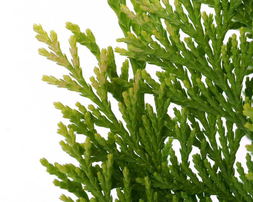 Cupressus cyparis leylandii 175h - immagine 2