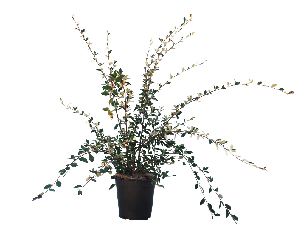 Cotoneaster lacteus h40/60