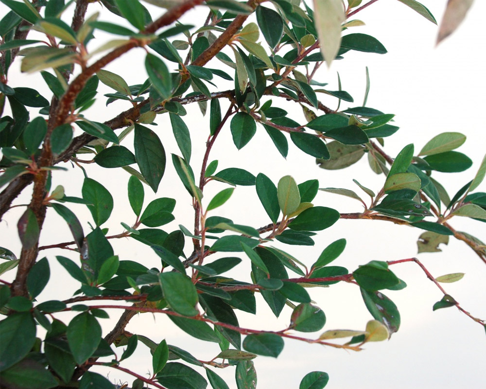 Cotoneaster lacteus h40/60 - immagine 2