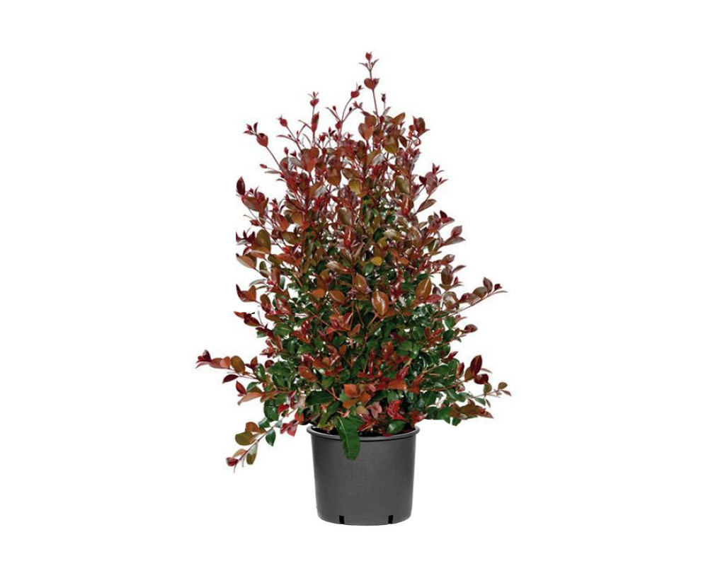 Eugenia etna fire h120