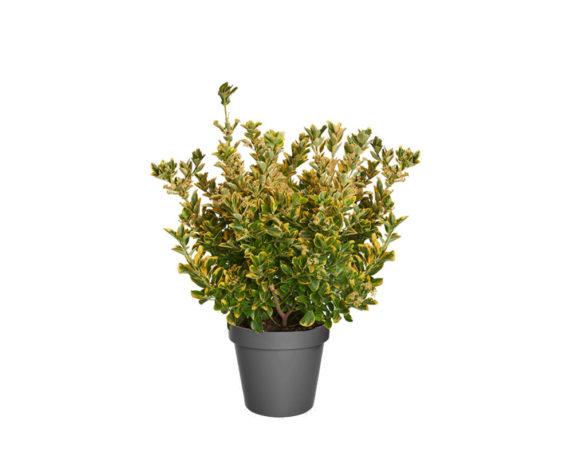 Euonymus japonicus aureus h50/60