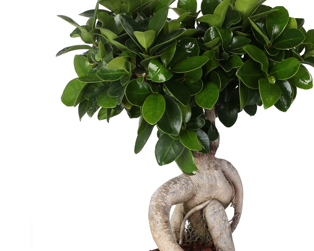 Ficus ginseng microcarpa - immagine 2