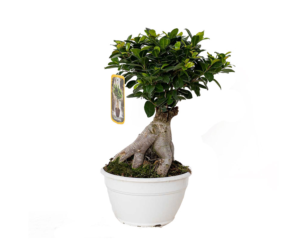 Ficus ginseng microcarpa