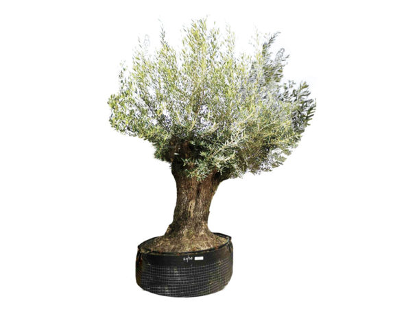 Olivo olea europea pata bonsai