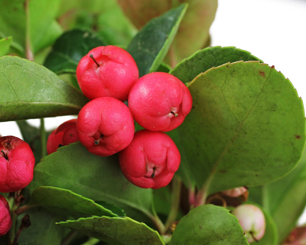 Gaultheria big berry - immagine 2