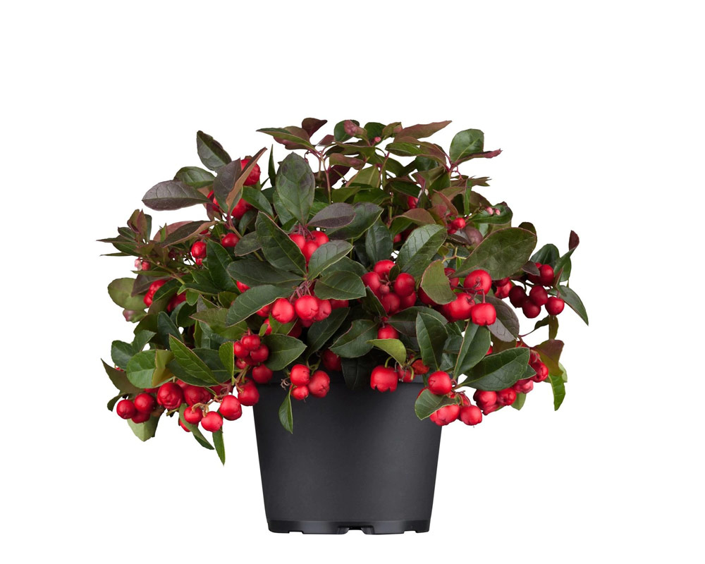 Gaultheria big berry