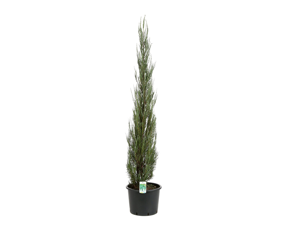 Juniperus virginiana blue arrow h175/200