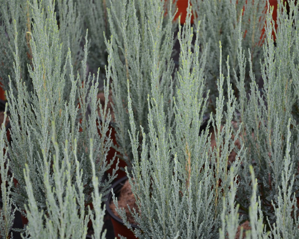 Juniperus virginiana blue arrow h175/200 - immagine 2