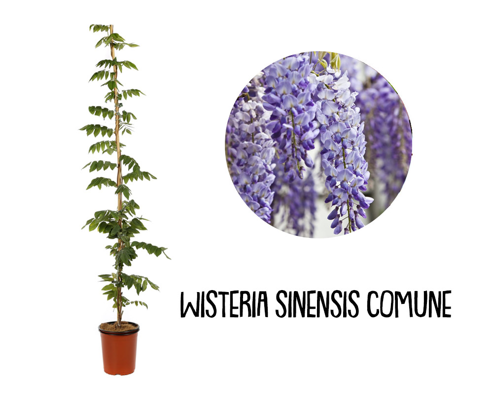 Wisteria sinensis mix 150/180 - immagine 4