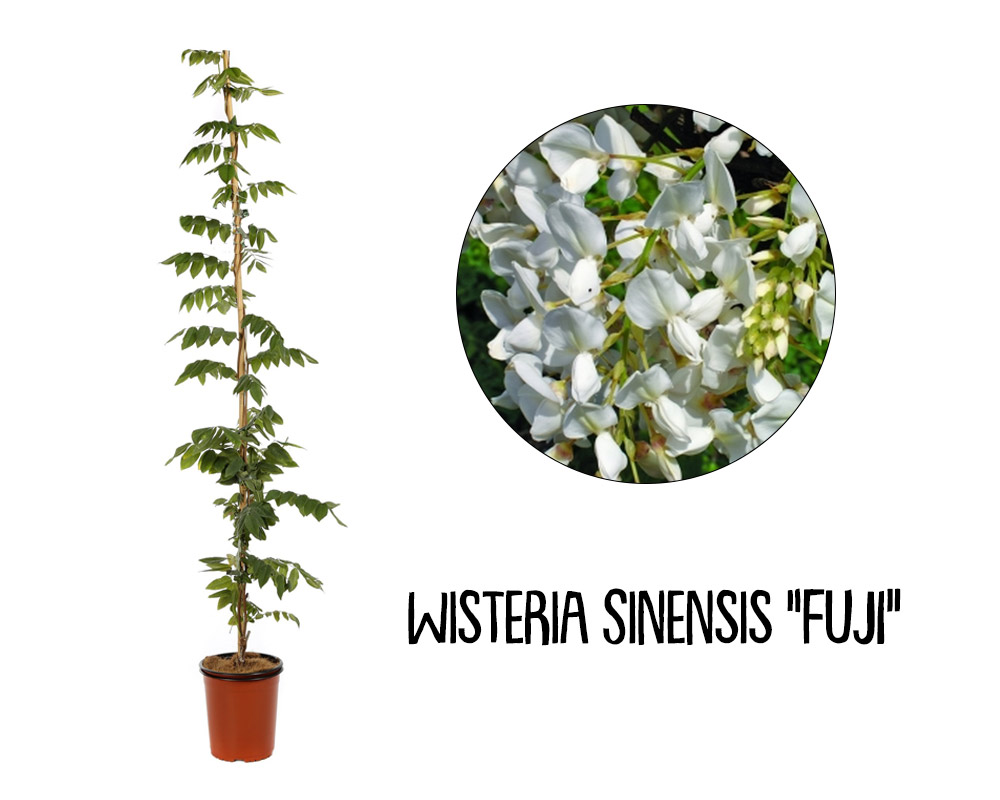 Wisteria sinensis mix 150/180 - immagine 3
