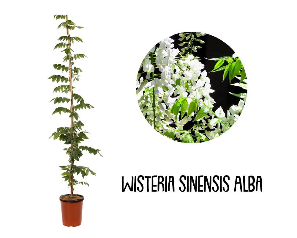 Wisteria sinensis mix 150/180 - immagine 5