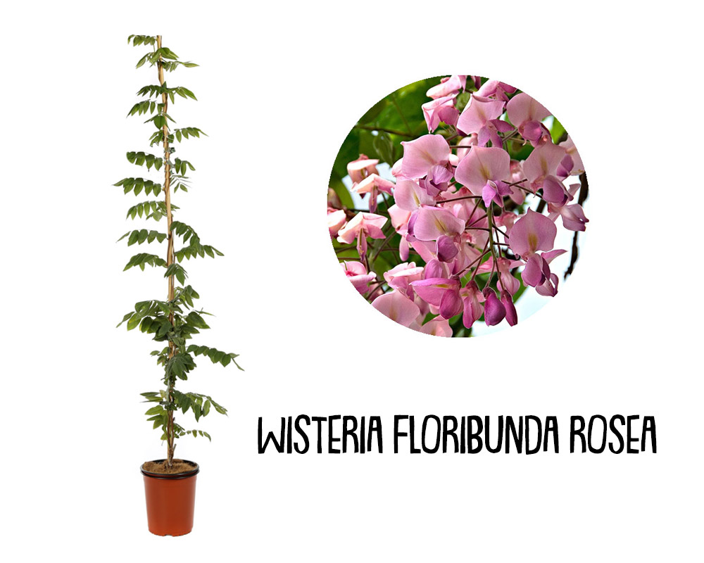 Wisteria sinensis mix 150/180 - immagine 2