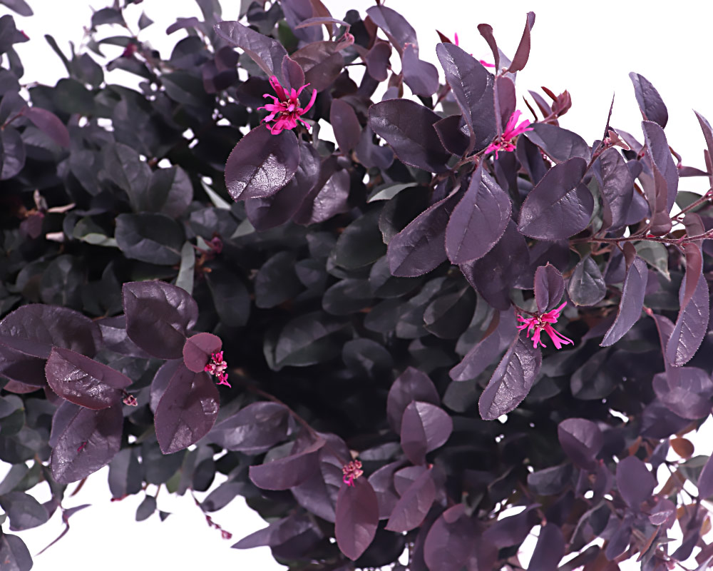 Loropetalum chinensis blackpearl - immagine 2