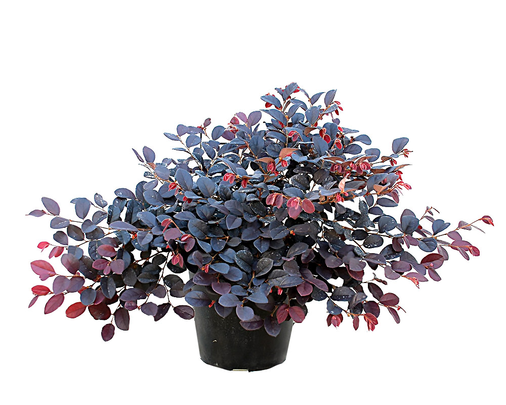 Loropetalum chinensis blackpearl