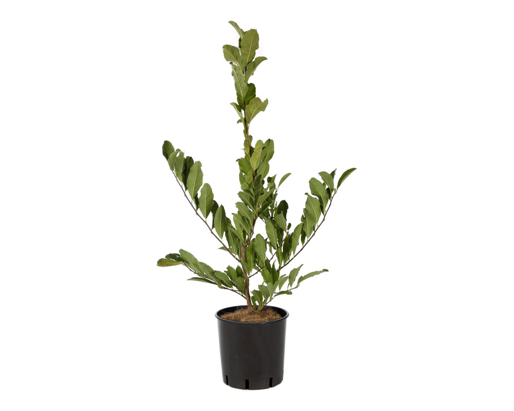 Magnolia stellata 80/100h