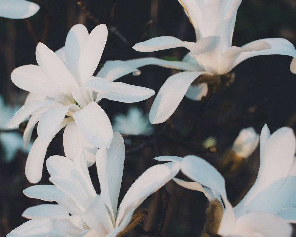 Magnolia stellata 80/100h - immagine 2