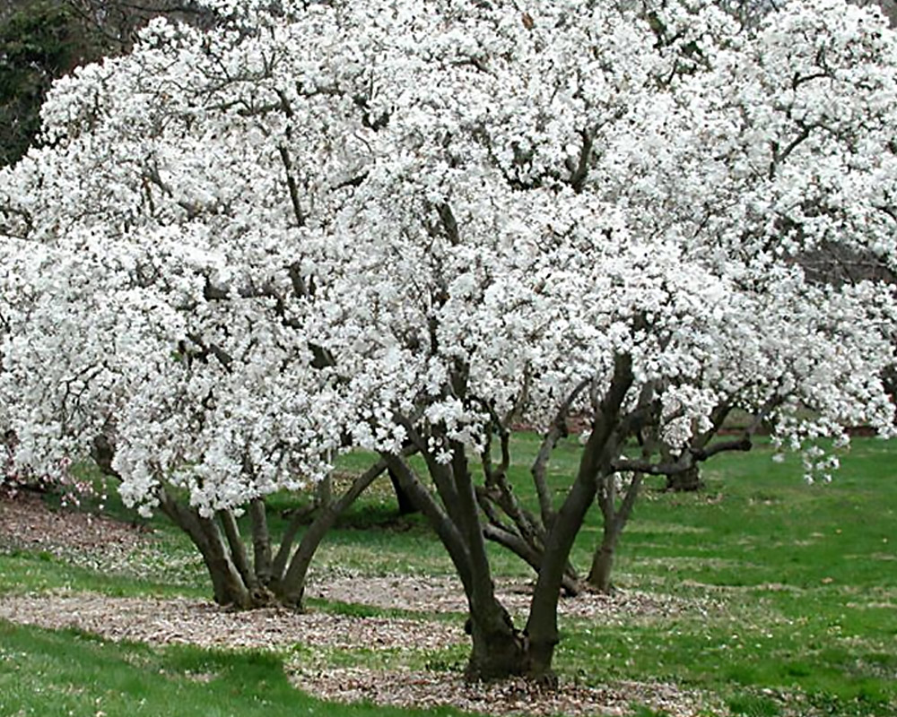 Magnolia stellata 80/100h - immagine 3