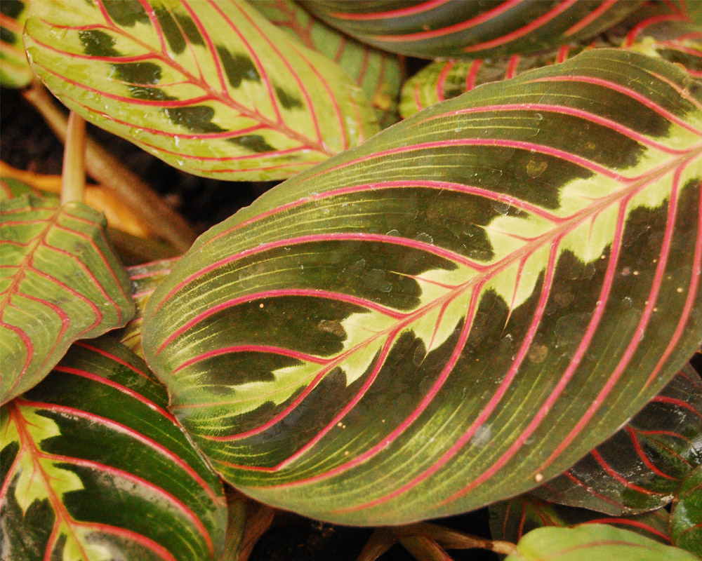 Maranta leucornea tricolor h20 - immagine 2