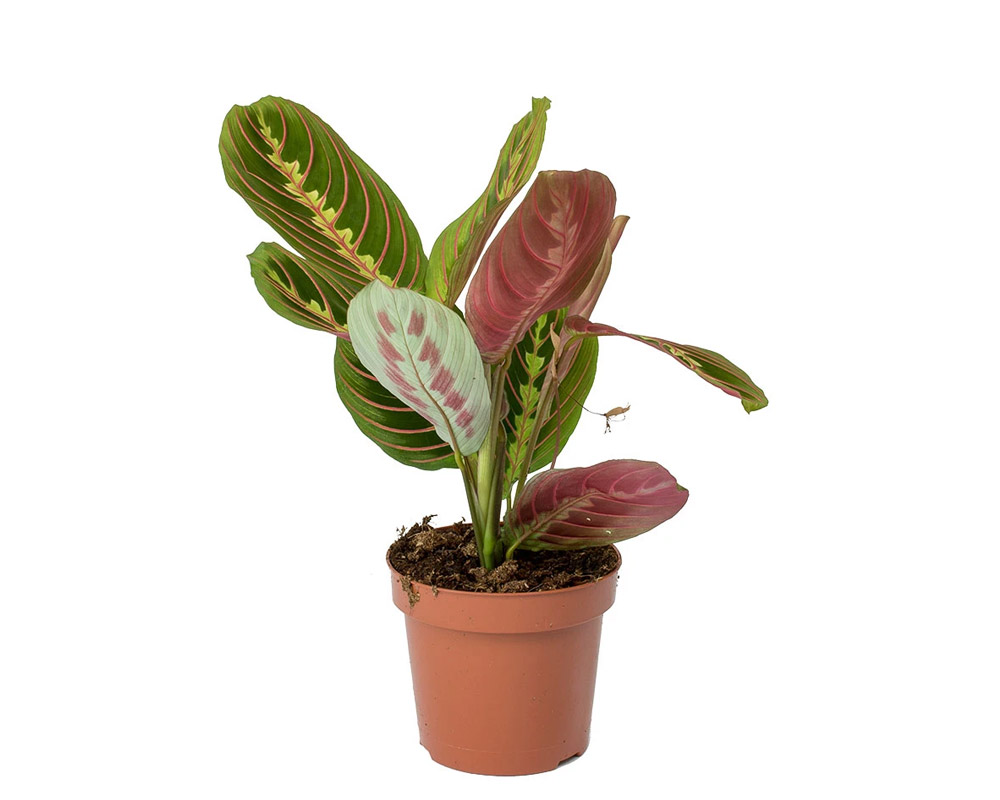 Maranta leucornea tricolor h20