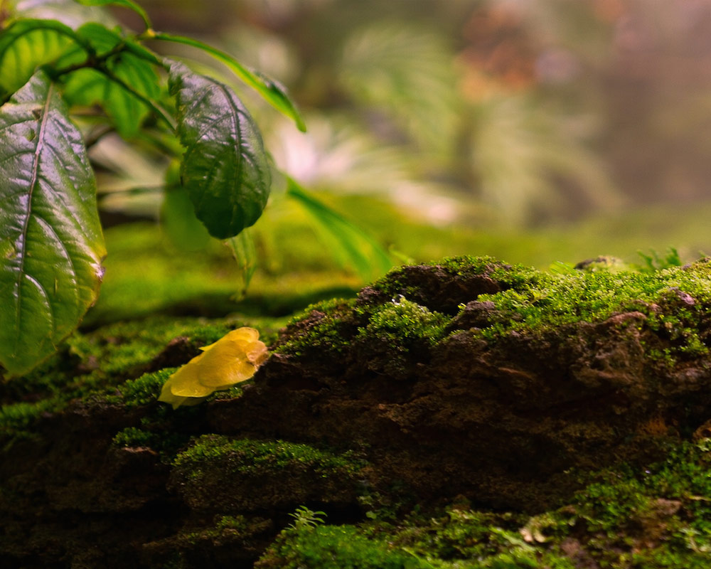 Muschio platmoss - immagine 3