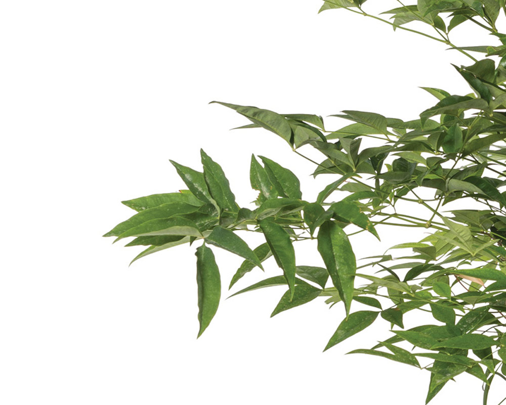 Nandina domestica 60h - immagine 3