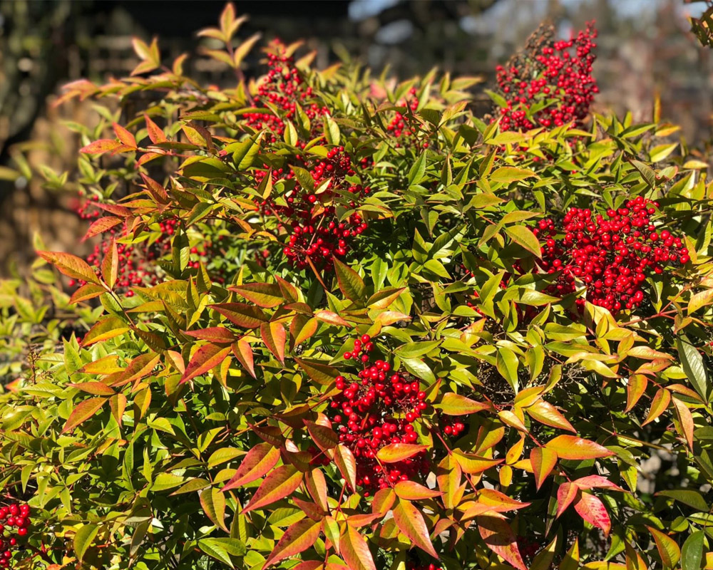 Nandina domestica 40h - immagine 3