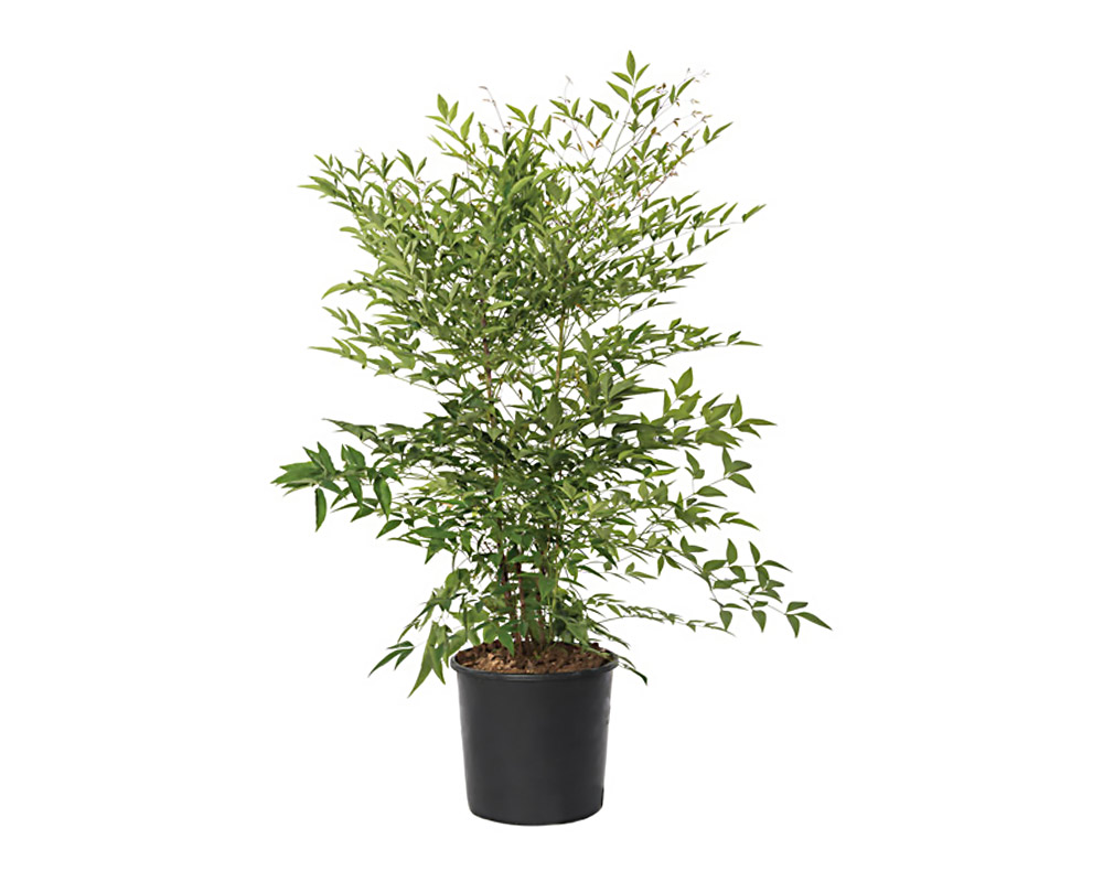 Nandina domestica 60h