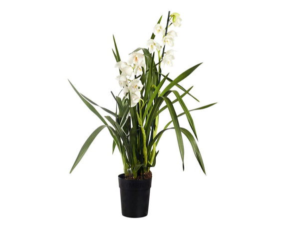 Cymbidium mix h50