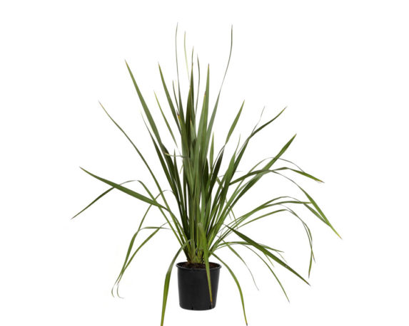 Phormium tenax 60h