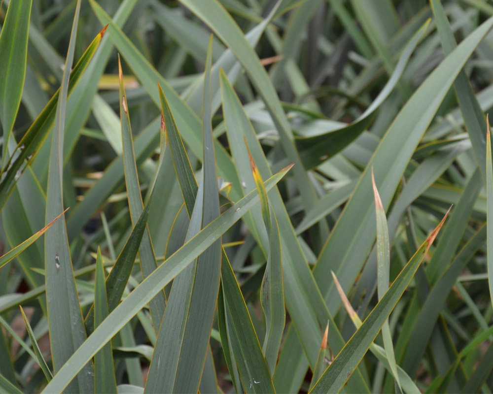 Phormium tenax 60h - immagine 2