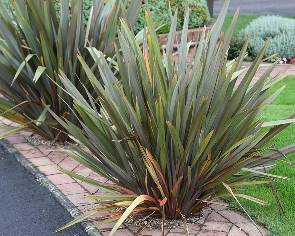 Phormium tenax 60h - immagine 3