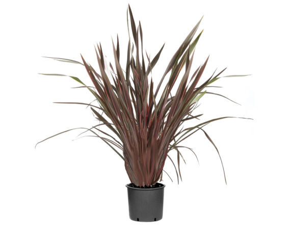 Phormium tenax